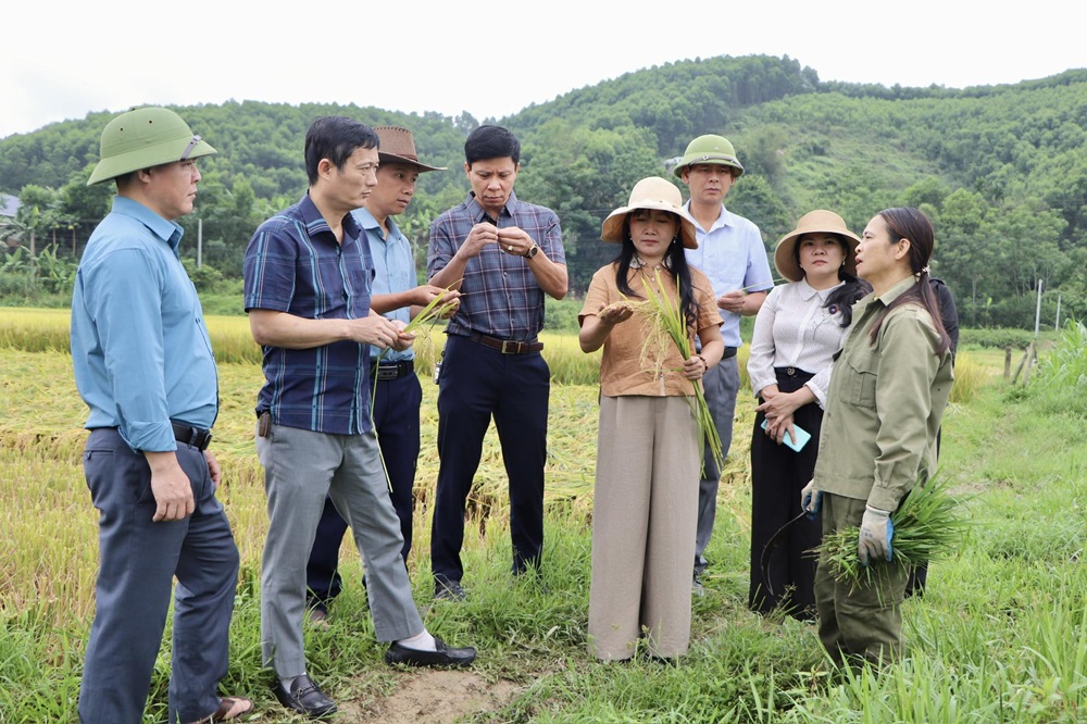 Lãnh đạo xã Vũ Quang kiểm tra thu hoạch lúa vụ Xuân, đẩy nhanh tiến độ các công trình đầu tư công
